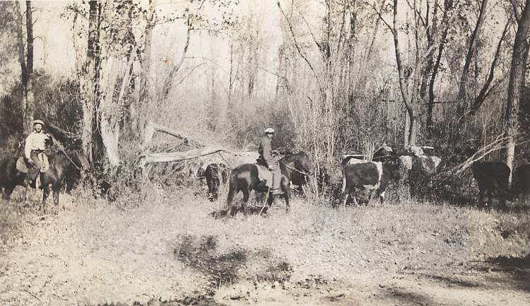 Cattle roundup, Sanish North Dakota, about 1934