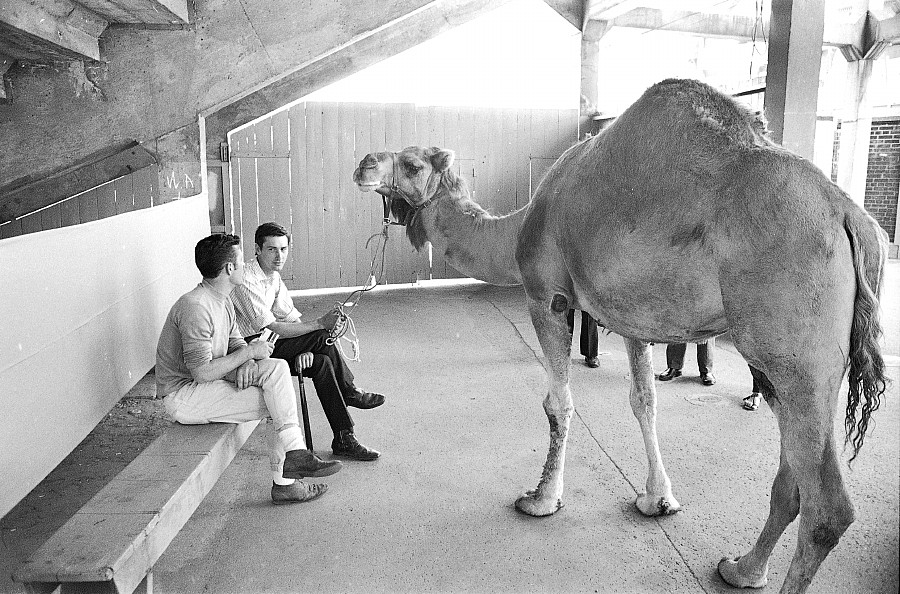 A camel at the booksale at Maple Leaf Gardens, Toronto, 1972.