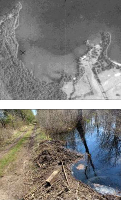 Two images: 1936 aerial map, and beaver debris beside road