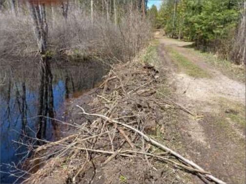 beaver debris beside road