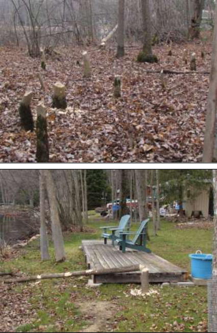 Two images: tree stumps left by beavers, and deck on lawn with chairs