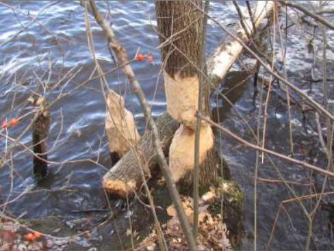 Beaver-cut stumps and logs in the water