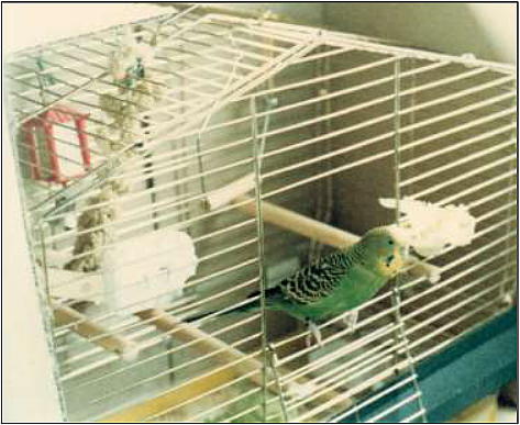 Carter the budgie in birdcage.