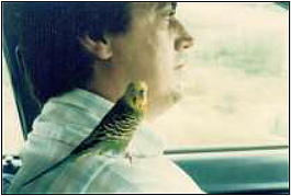 Carter the budgie sitting on Ernie's shoulder.