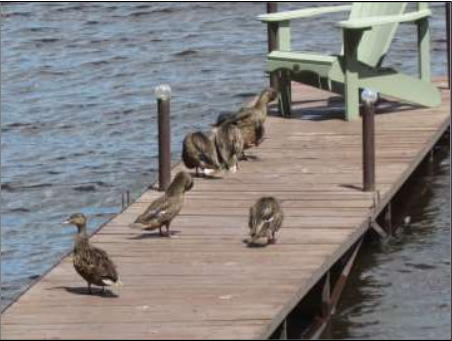 several ducks on dock