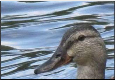 portrait of a duck