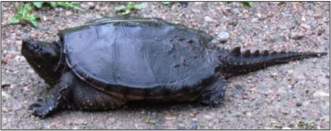 snapping turtle