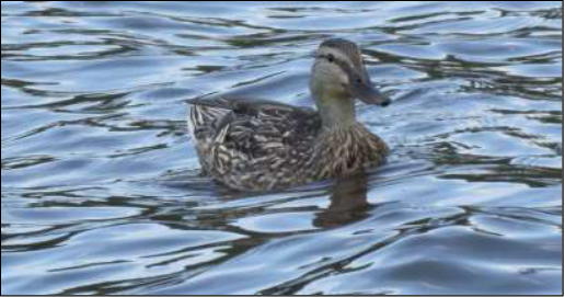 a duck in the water