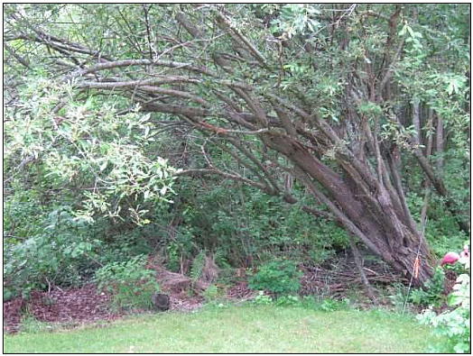 a thick, swampy forest