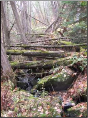 tangle of mossy logs under the trees