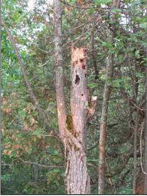 dead tree with what looks like a human face