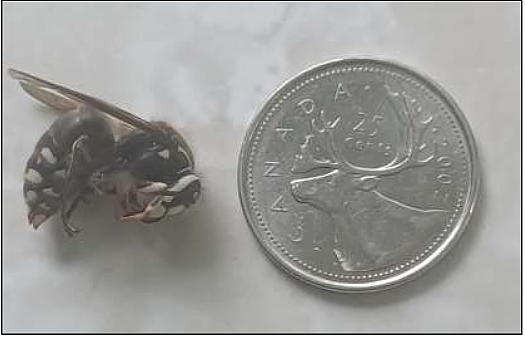 bald-faced hornet next to Canadian quarter coin