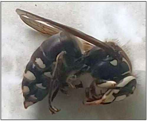 face of bald-faced hornet