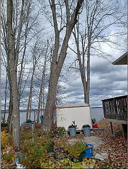 large maple tree