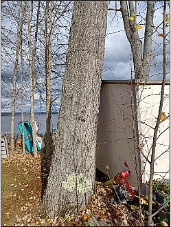 leaning large maple tree