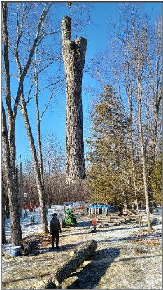 huge tree trunk being lifed by crane