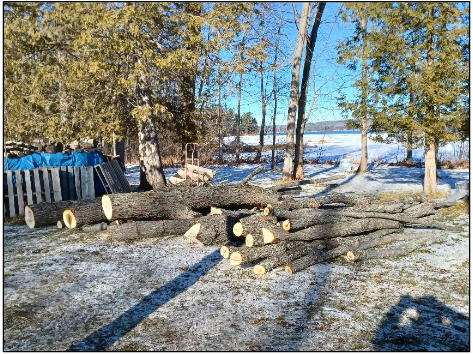 pile of logs from felled maple tree