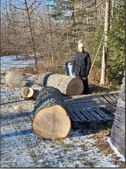 sectioned trunk of maple tree