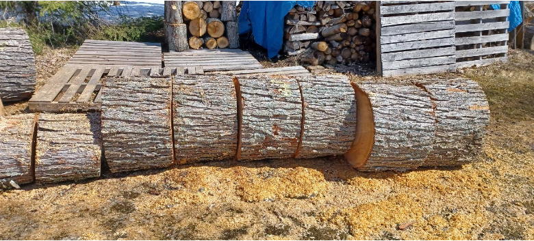 cut sections of maple tree trunk