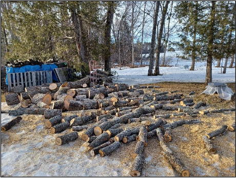 maple tree cut into small sections