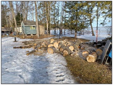 maple tree cut into small sections