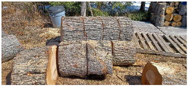 maple tree cut into small sections