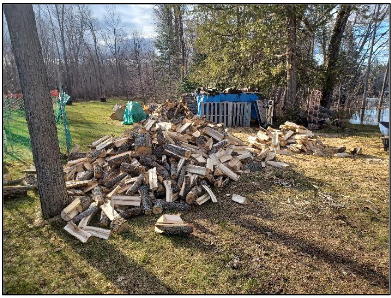 maple tree cut into small sections