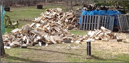 piles of newly-split maple firewood