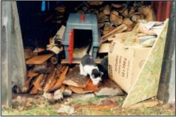 black & white cat in garage.