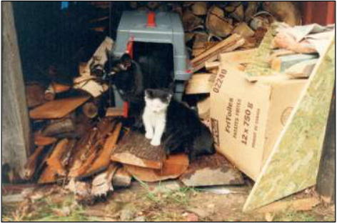 a black and a black & white cat in garage.