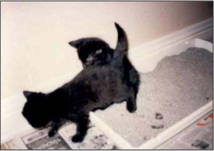 Two kittens using their litter-box.