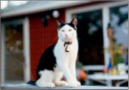 black and white cat sitting in a sphinx-like pose.