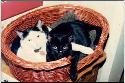 Two cats curled up together in a basket.