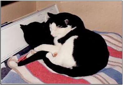 Two cats curled up together on a blanket.