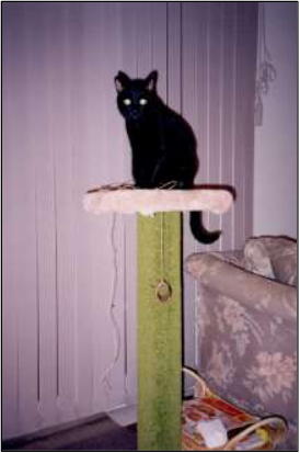 Black cat on a platform in a living room.