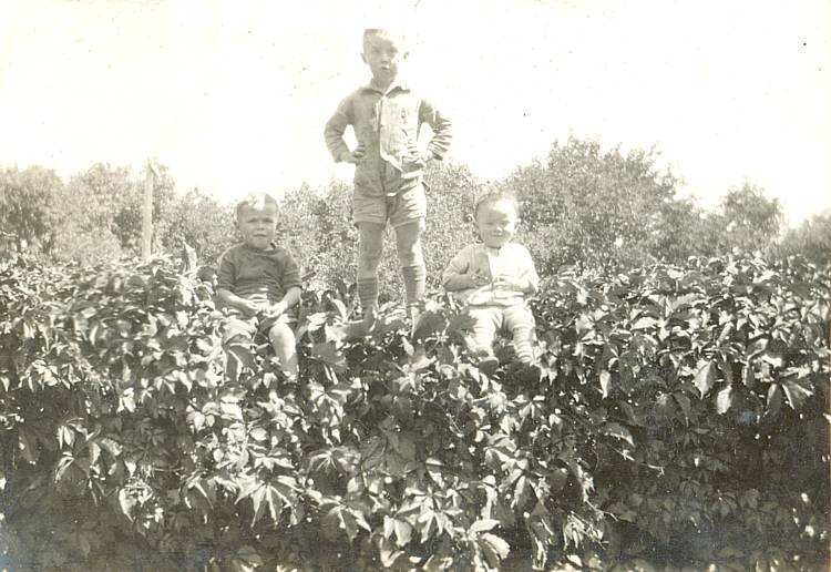 three boys in farm field