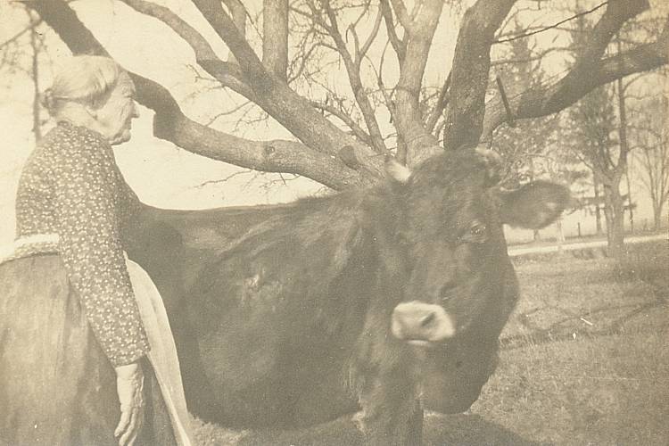 elderly farm woman with cow