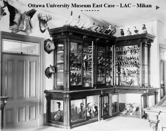 Ottawa University Museum East Case-LAC-Mikan 3422395.