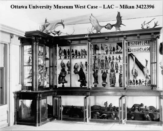 Ottawa University Museum West Case-LAC-Mikan 3422396.